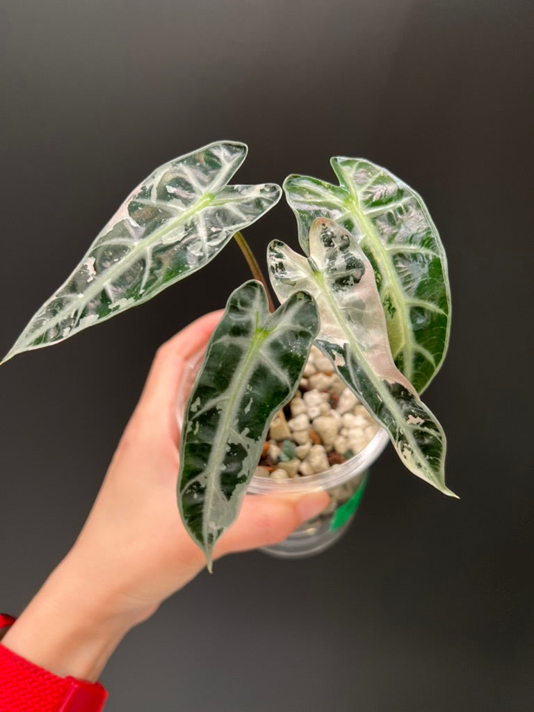 Alocasia Bambino Pink