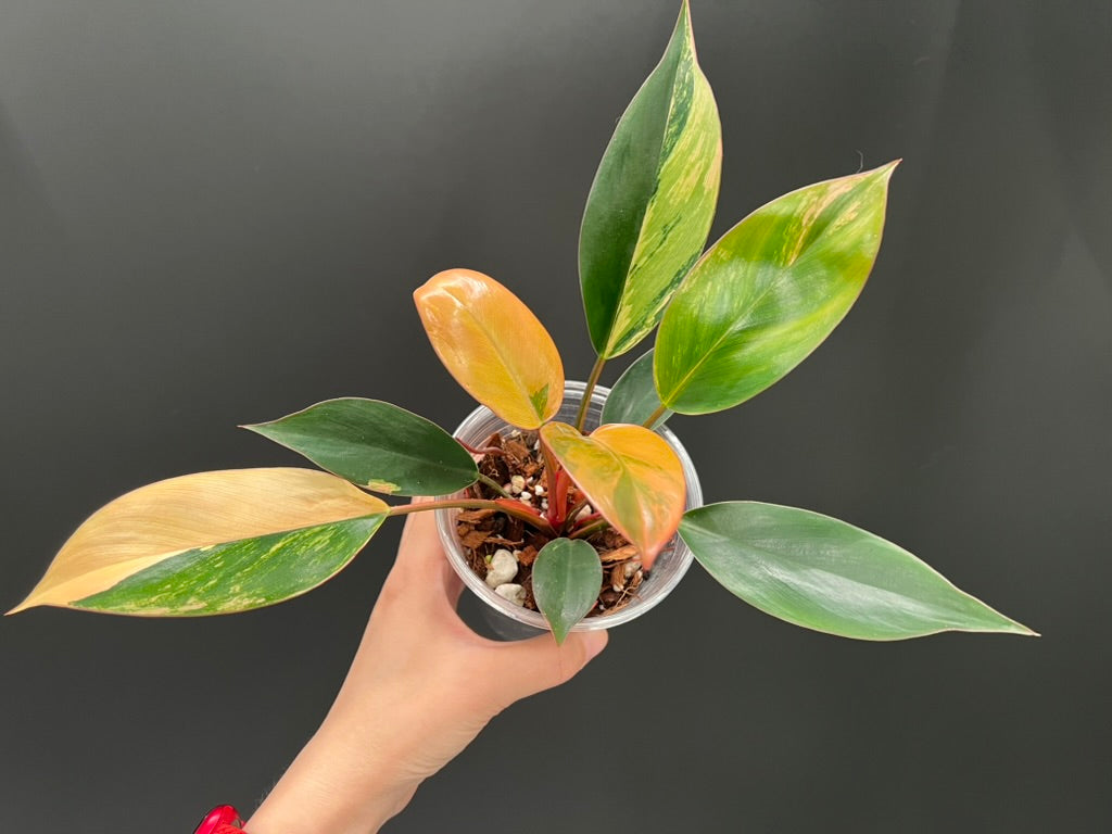 Philodendron Red Congo Variegated