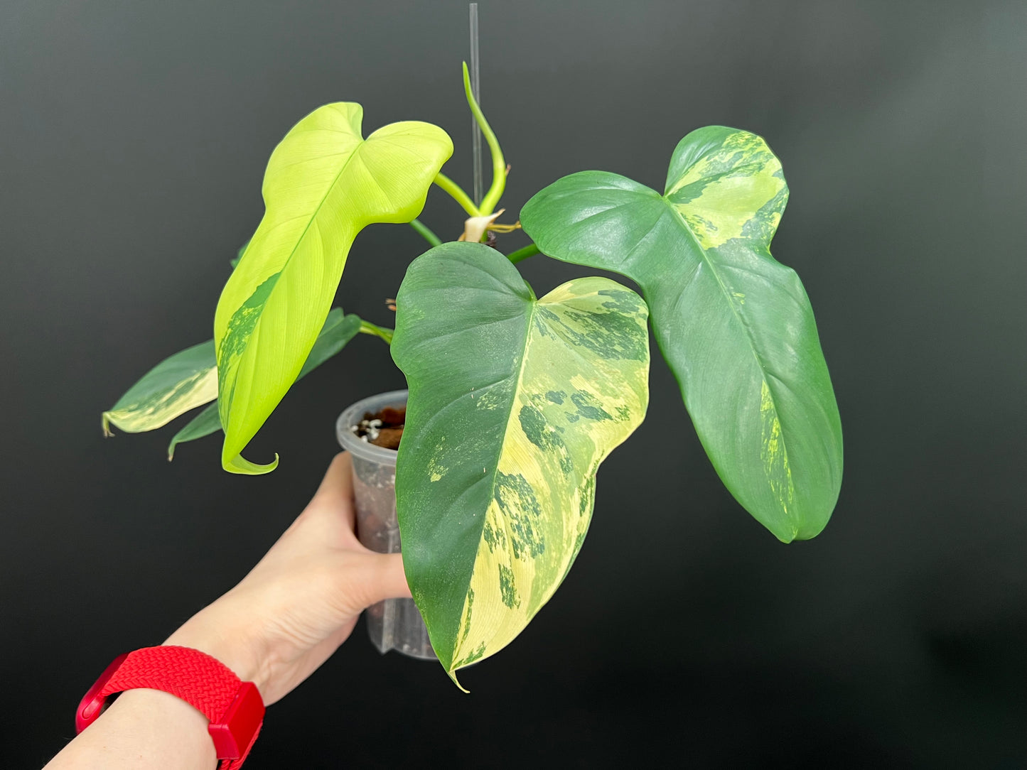 Philodendron Violin Variegated, Easy Rare Tropical Exotic Plants