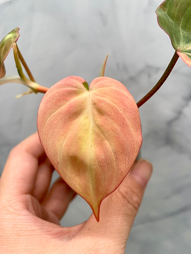 Variegated Aurea/Pink Philodendron Micans Rooted Cutting with New Growth