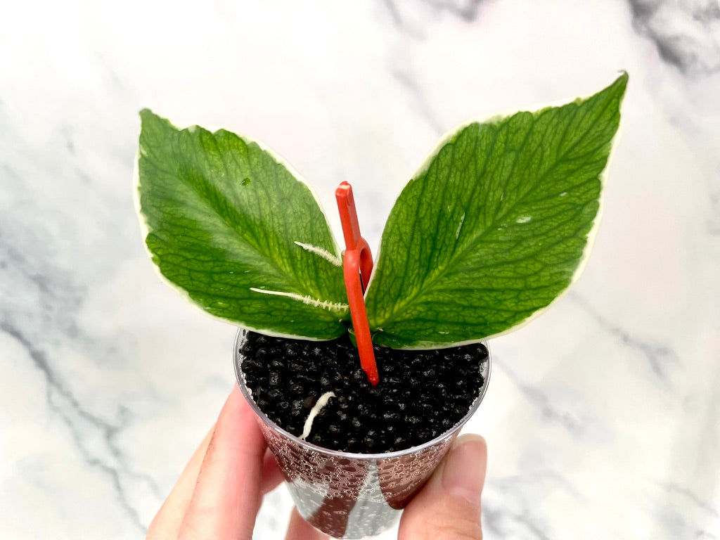 Hoya ALBO Variegated Polyneura ROOTED Cutting, Outer Variegated