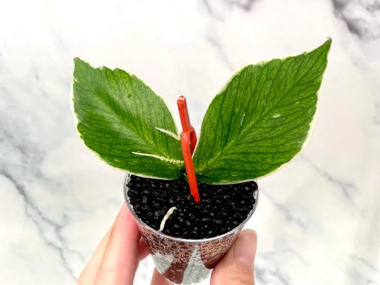 Hoya ALBO Variegated Polyneura ROOTED Cutting, Outer Variegated