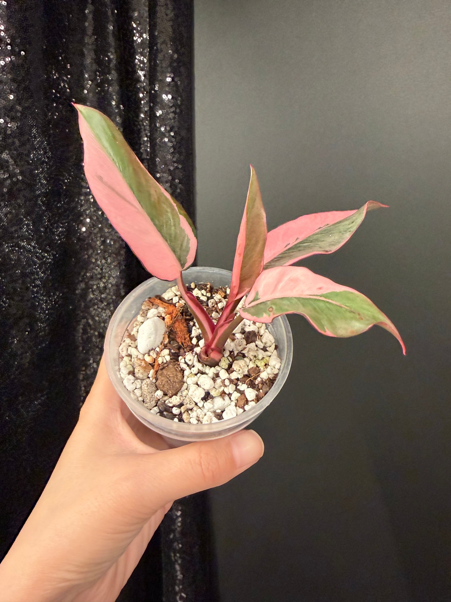 Philodendron Pink Princess Mutation