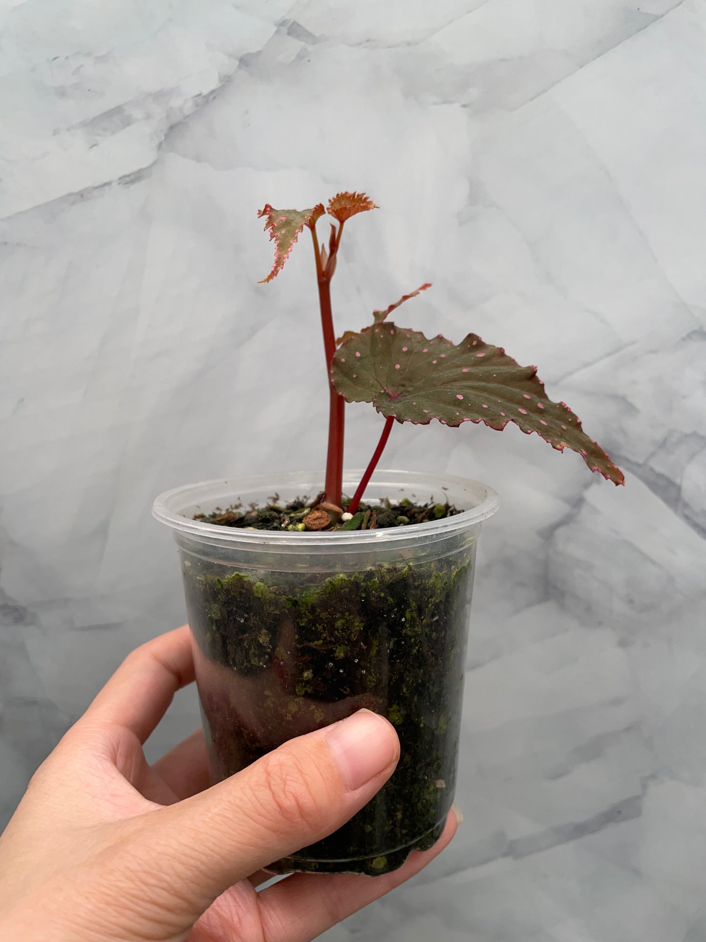Begonia Gracilicyma Well Rooted Exact Plant