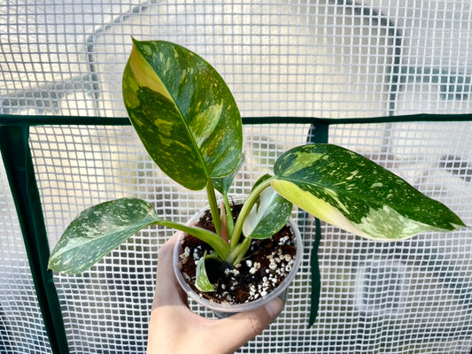 Philodendron Green Congo "Copper Flame" Variegated Exact Plant