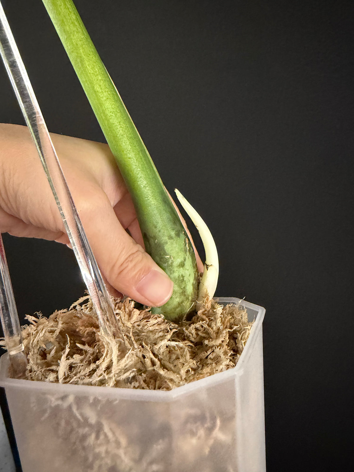 Monstera Devil Monster, Large Mature Leaf Cutting with roots and new growth