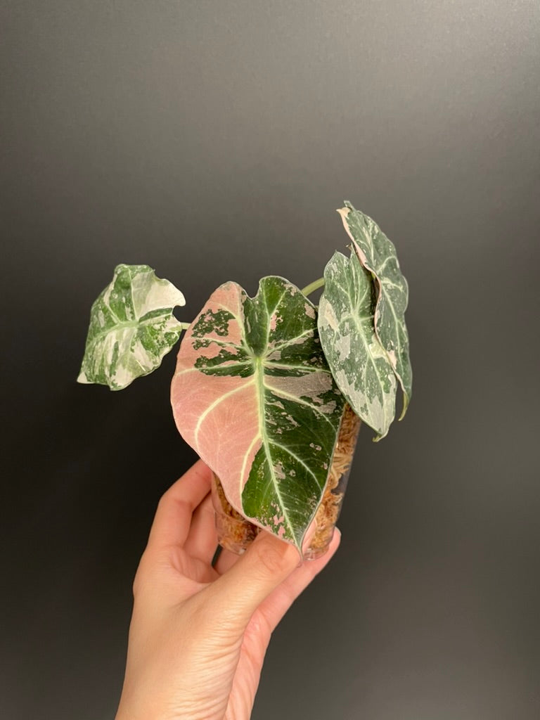 Alocasia Black Velvet Pink Variegated, High Variegation, Fresh Import