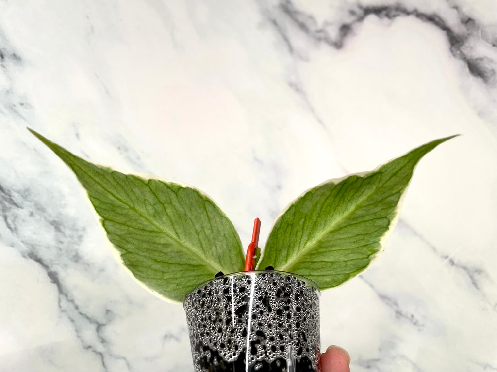 Hoya ALBO Variegated Polyneura ROOTED Cutting, Outer Variegated