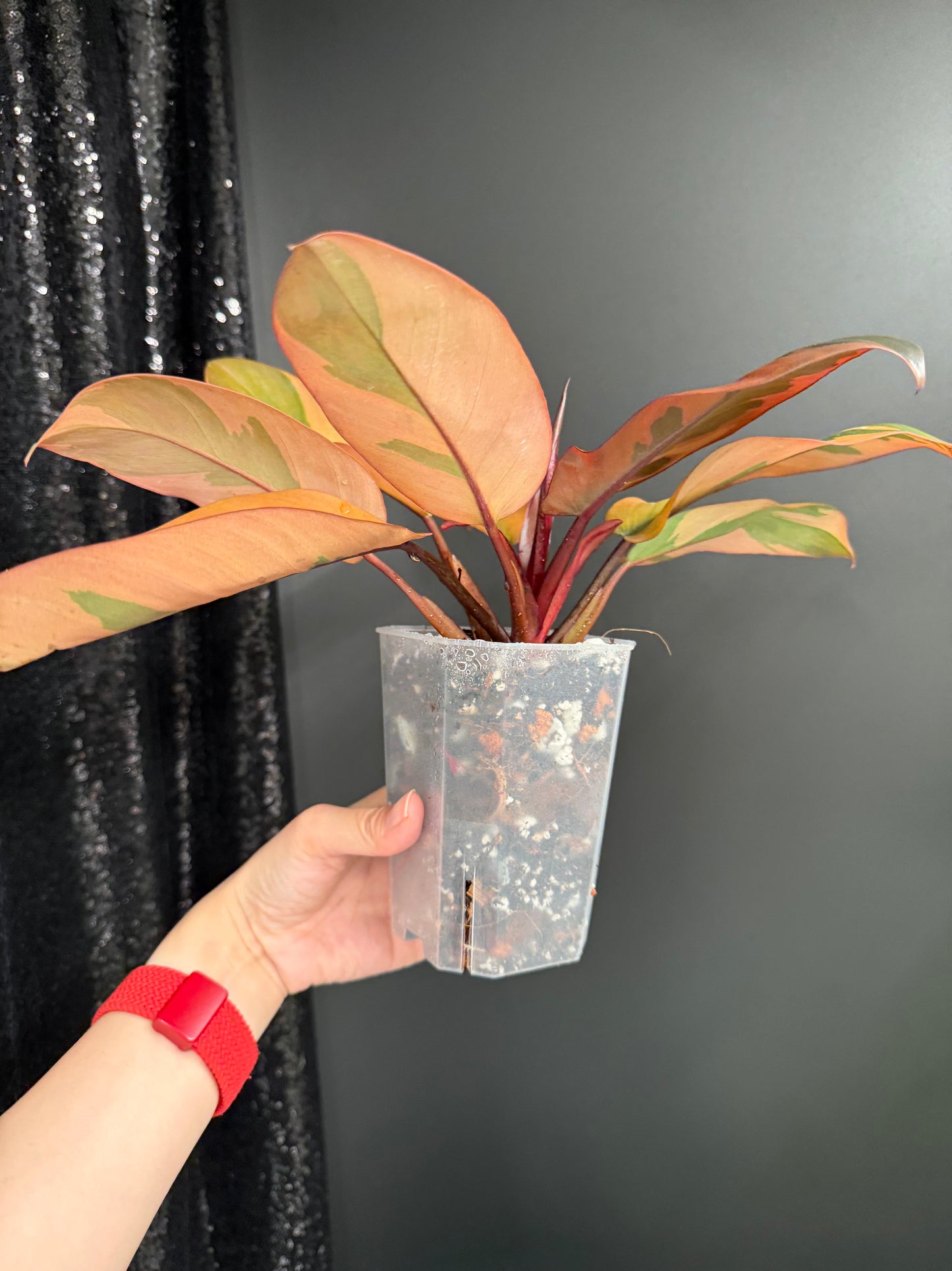 Black Cardinal Variegated