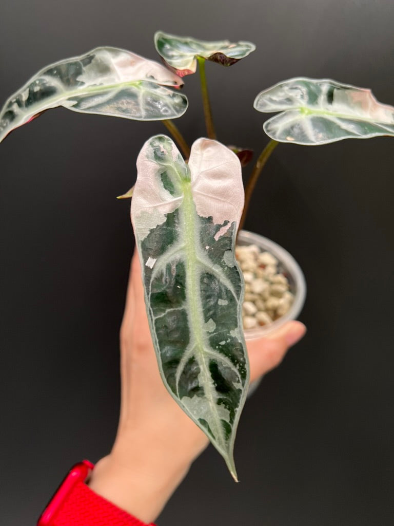 Alocasia Bambino Pink
