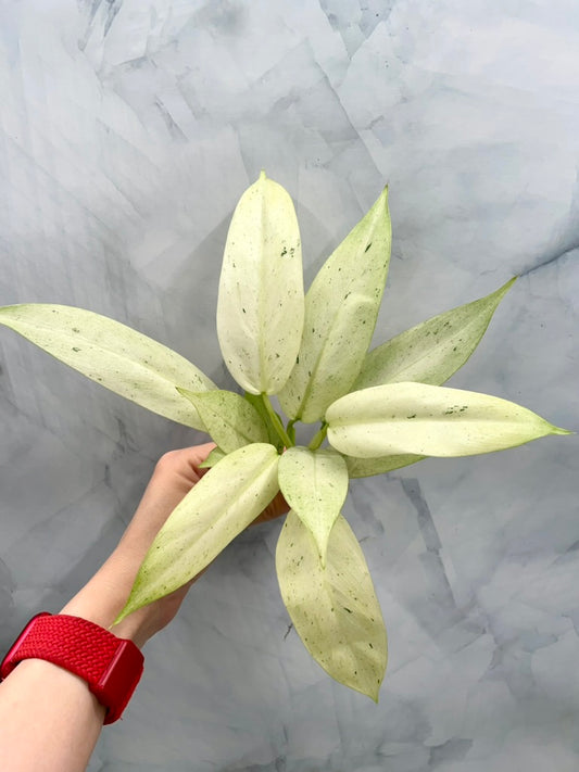 Philodendron Whipple Way Variegated
