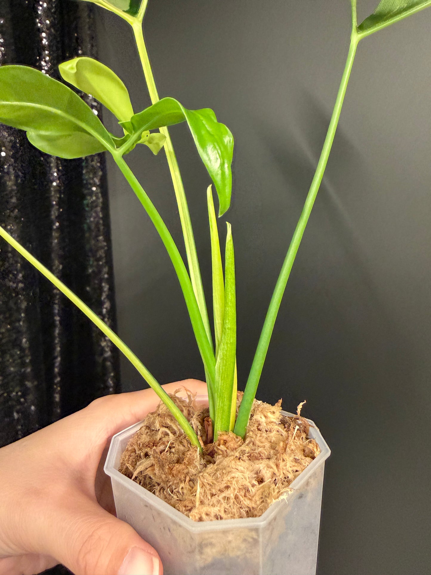 Philodendron Goeldii Variegated