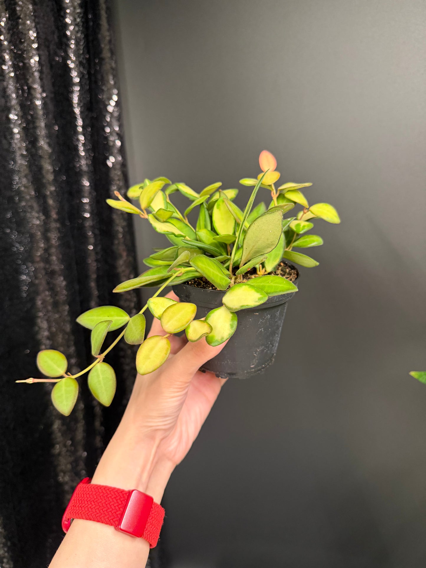 Bushy Variegated Hoya DS70, Hoya Burtoniae Variegata