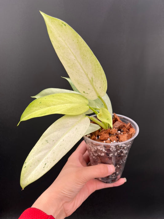 Philodendron Whipple Way Variegated