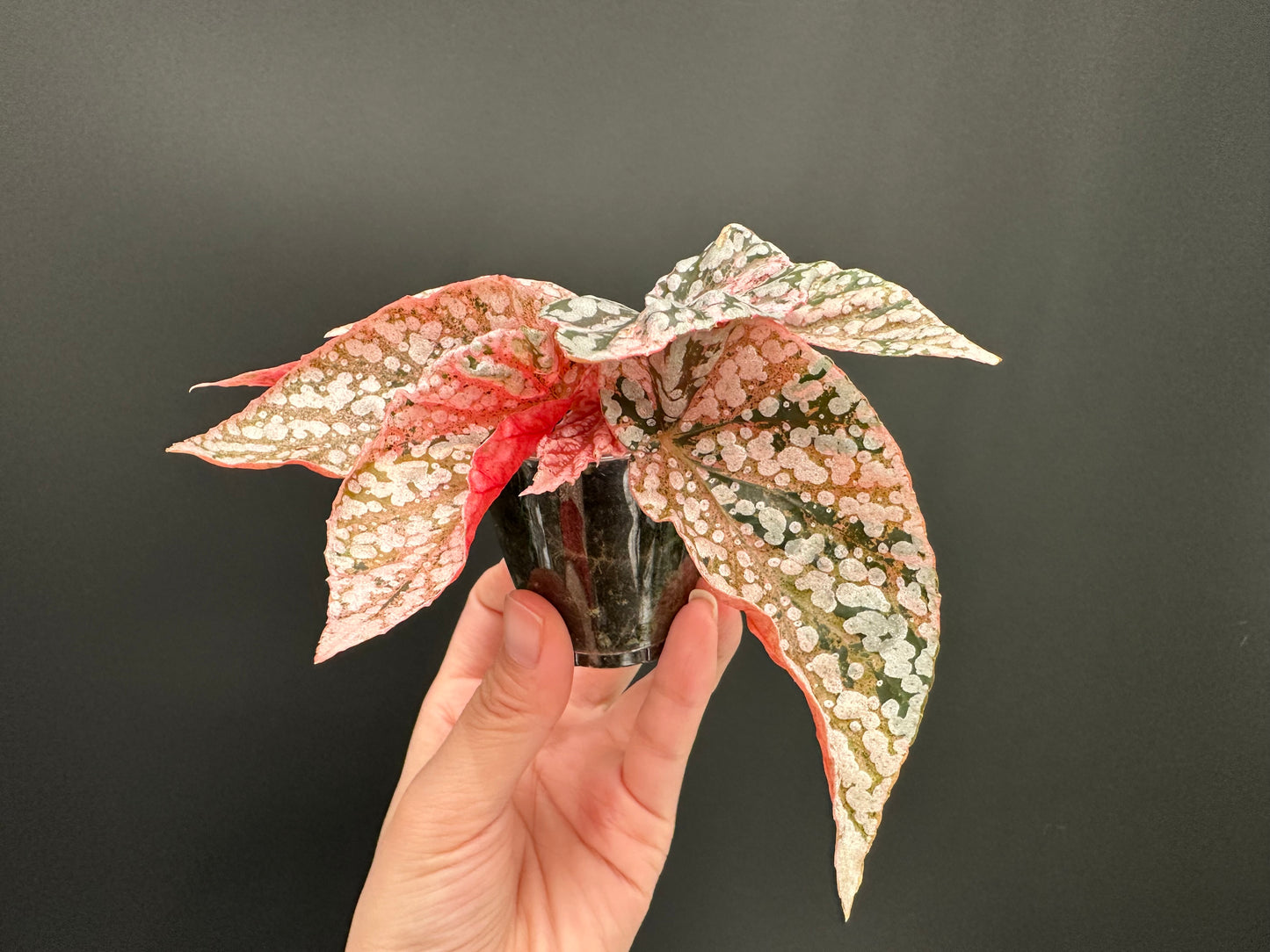 Begonia Snow Capped Variegated Rooted Plant