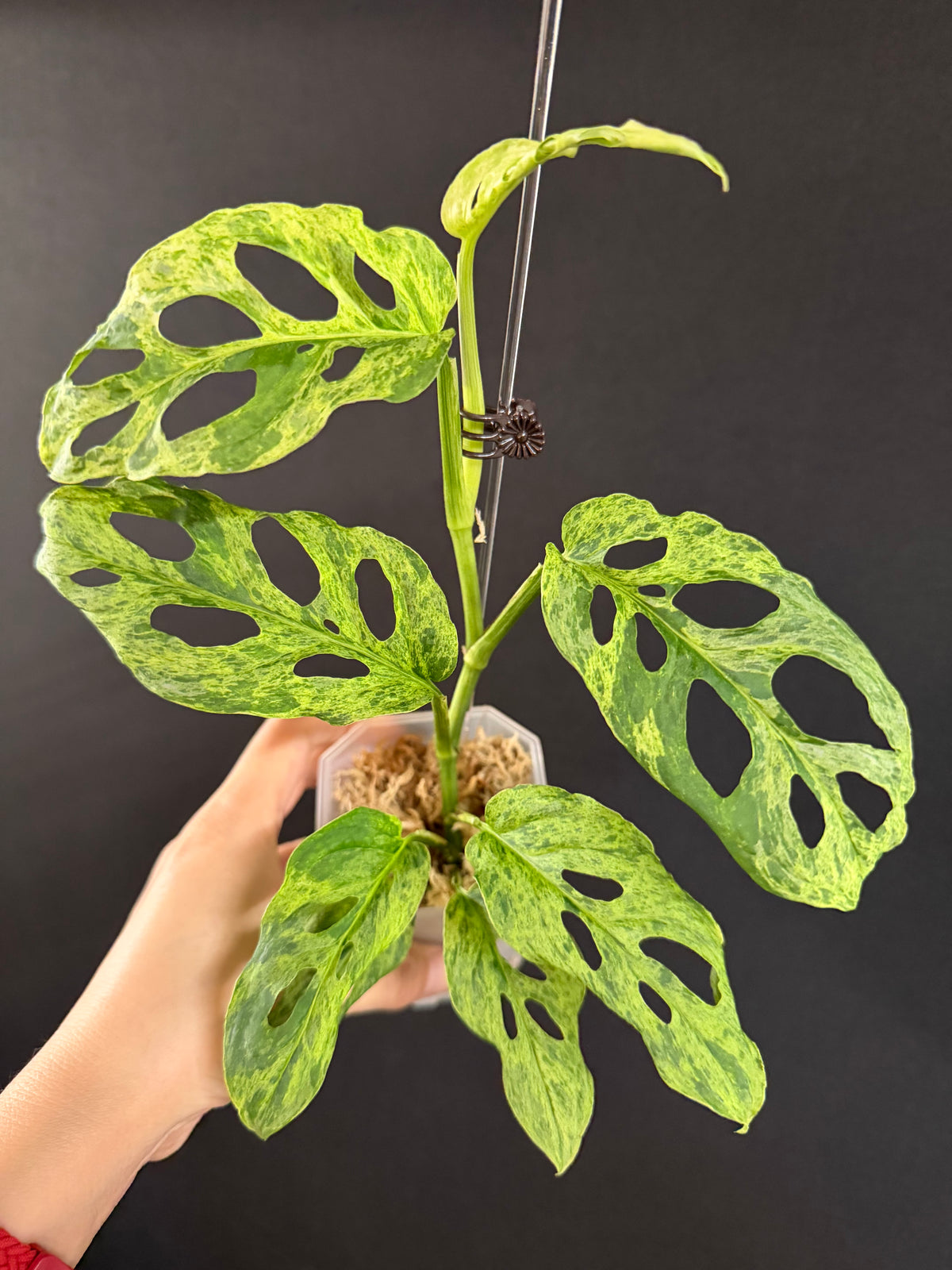 Monstera Adansonii Laniata Mottled