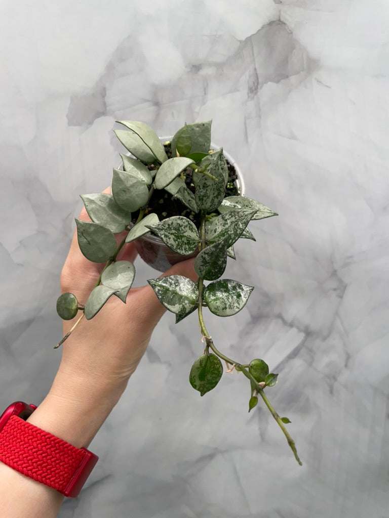Hoya Krohniana Super Silver/Splash – Rare, Bushy, Healthy Plant in 4” Pot