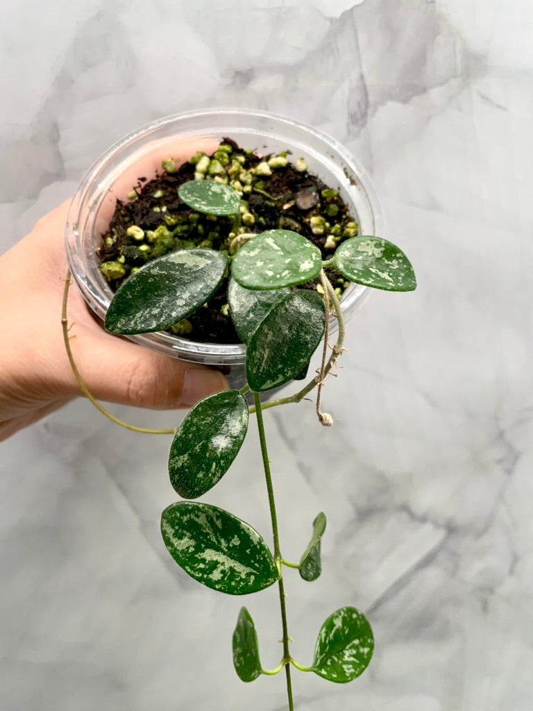 Hoya Lima Splash Established Plant