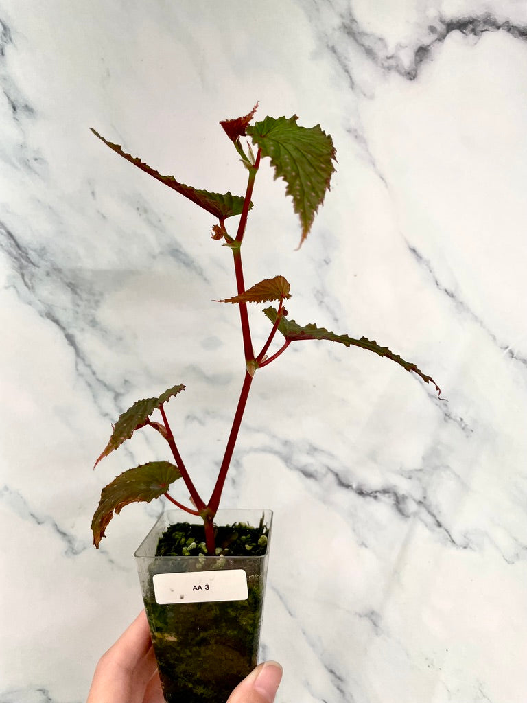 Begonia Gracilicyma Well Rooted Exact Large Plant