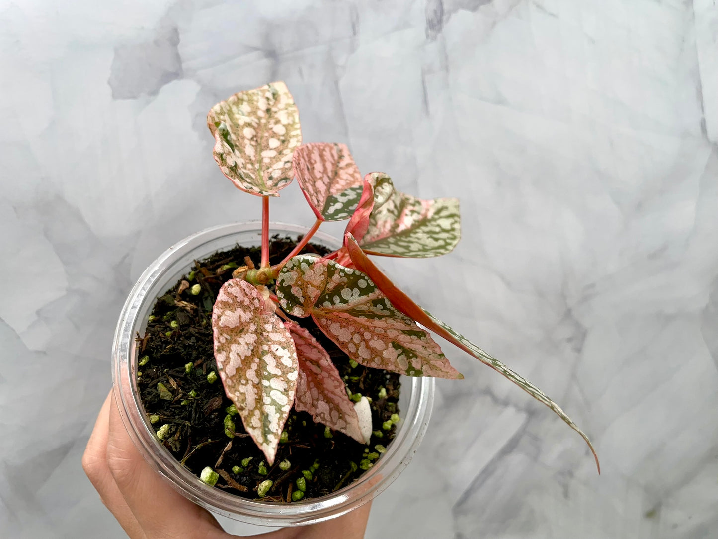 Begonia Snow Capped Variegated Well Rooted Plant #1