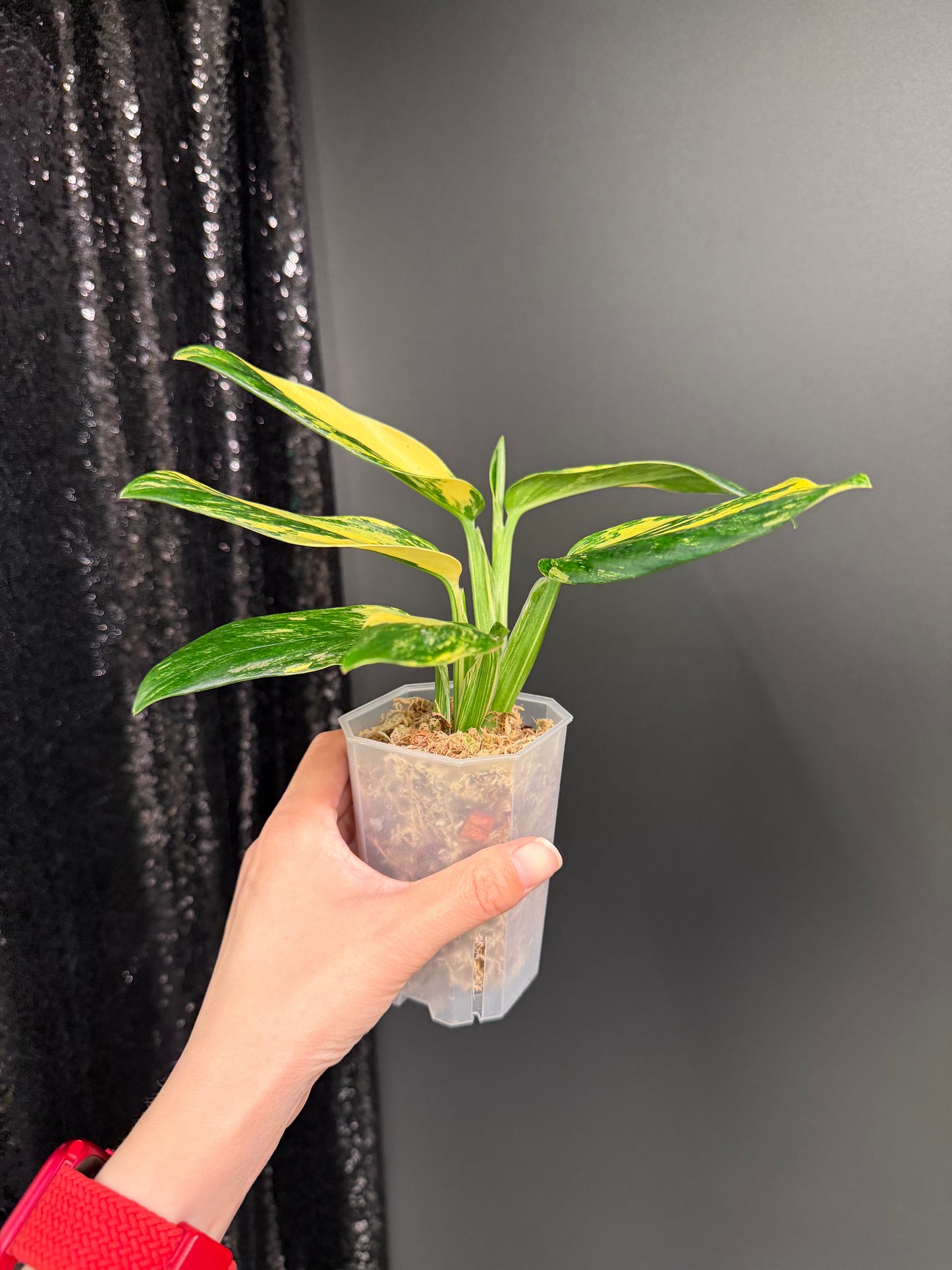 Monstera Standleyana Aure