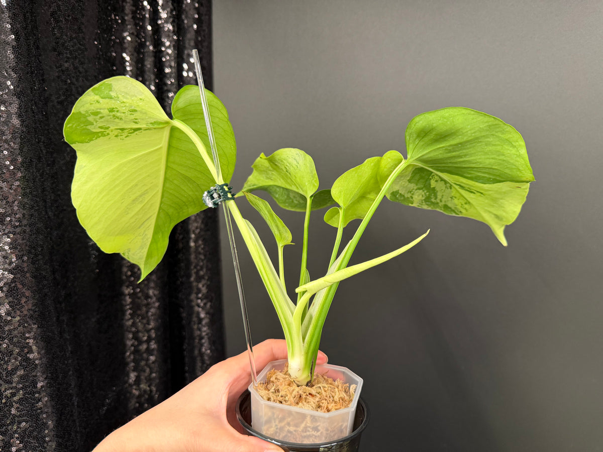 Monstera Light Lime