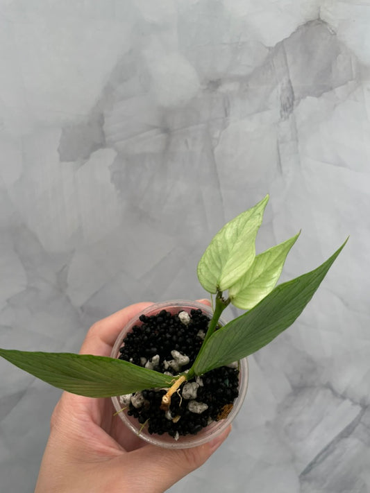 Hoya Variegated Silver Polyneura ROOTED Cutting, with New Growth
