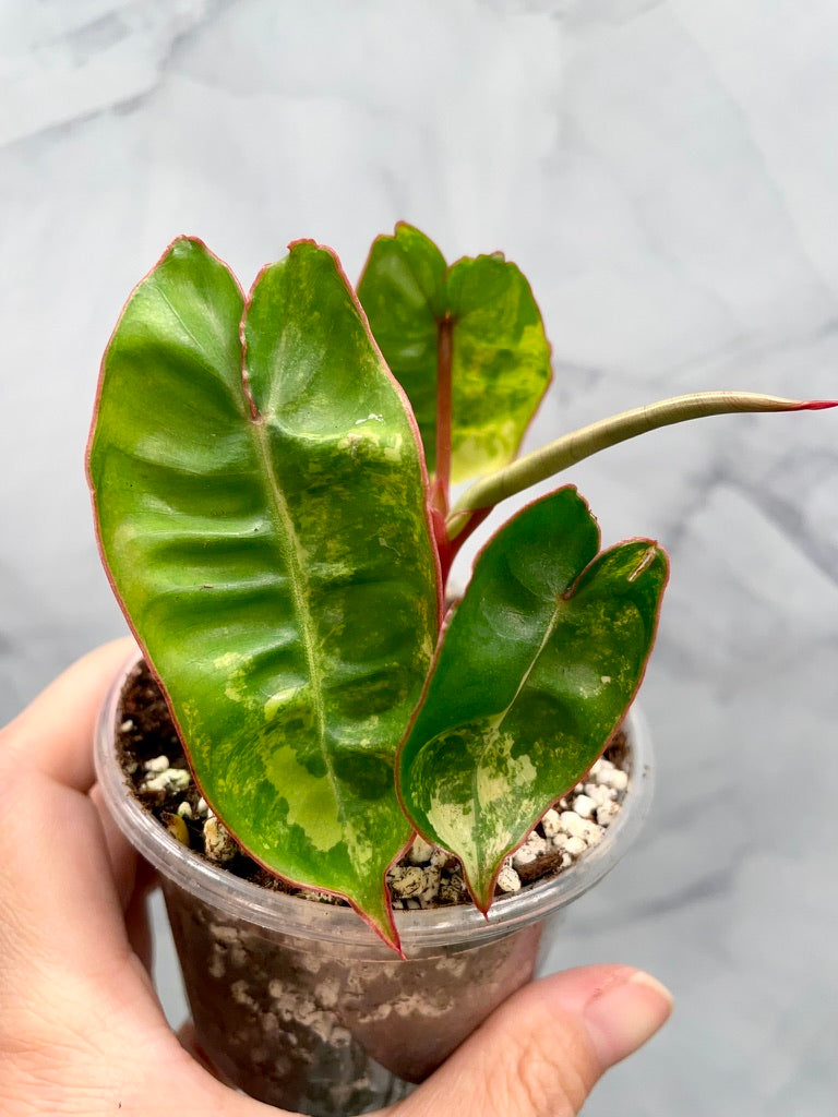 Philodendron billietiae variegated, Exact Plant