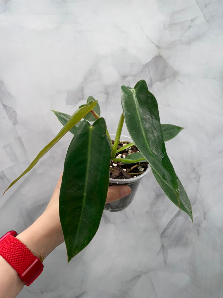 Philodendron Spiritus Sancti in 4" Pot