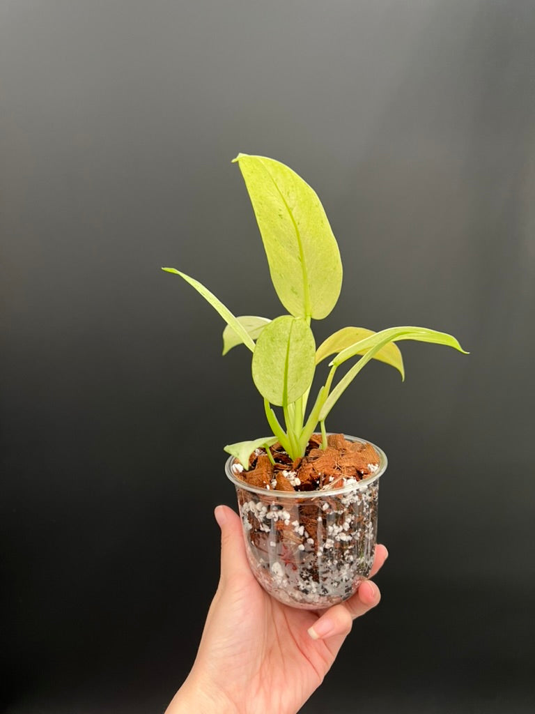 Philodendron Whipple Way Variegated