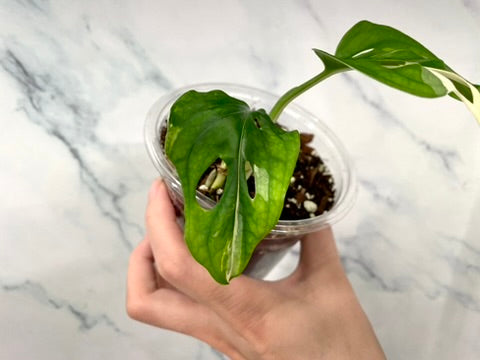 Variegated Monstera Adansonii Albo Rooted STARTER with 3 Growth Points