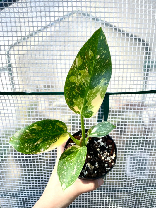 Philodendron Green Congo "Copper Flame" Variegated Exact Plant