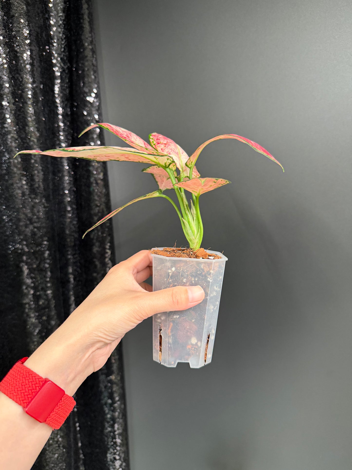 Aglaonema Zolina, super rare