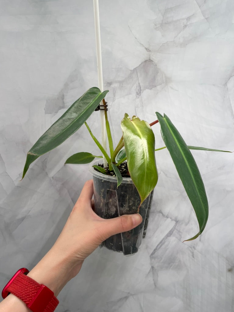 Philodendron Spiritus Sancti in 3.9" Pot
