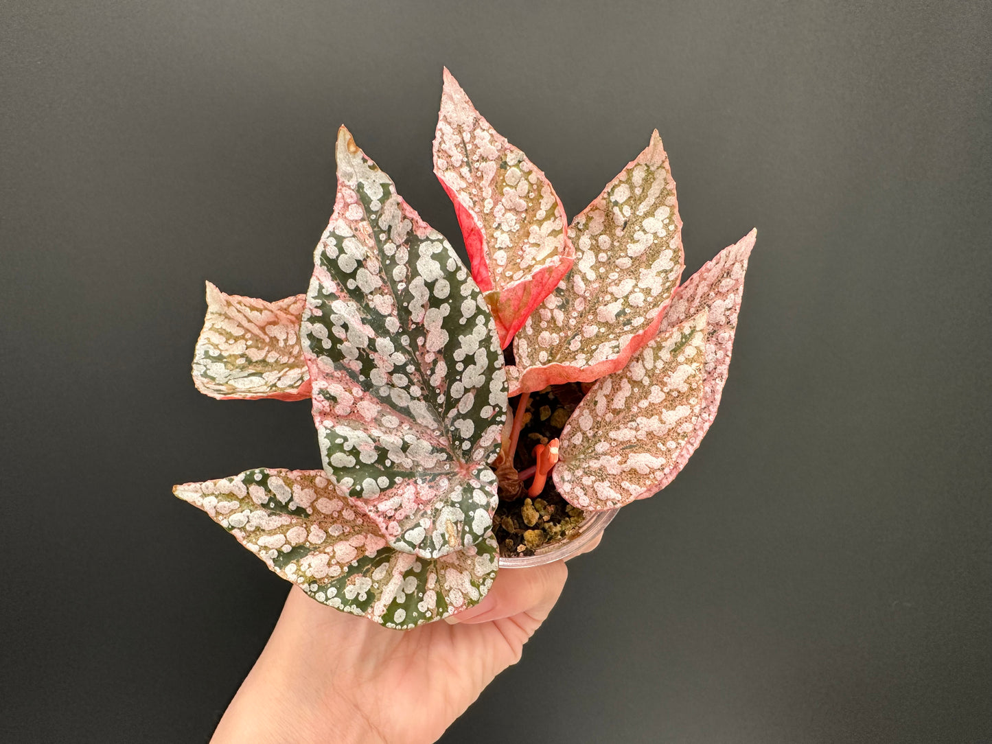 Begonia Snow Capped Variegated Rooted Plant