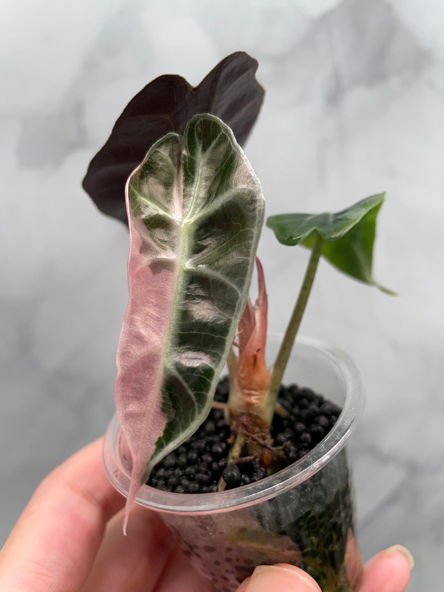 Alocasia Polly Pink Variegated | Stunning Pink Leaves, Well Established