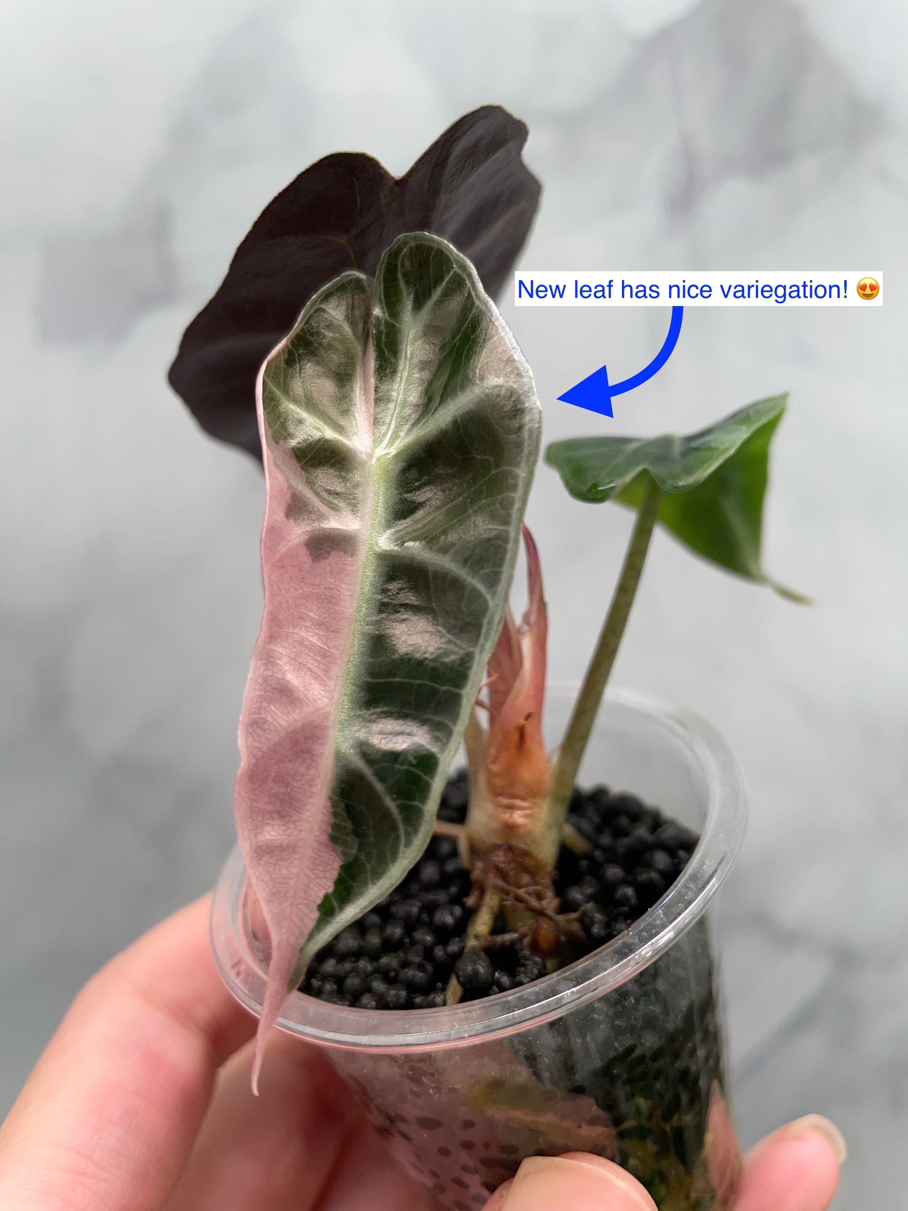 B8284EE6-3F8F-43F1-9F63-