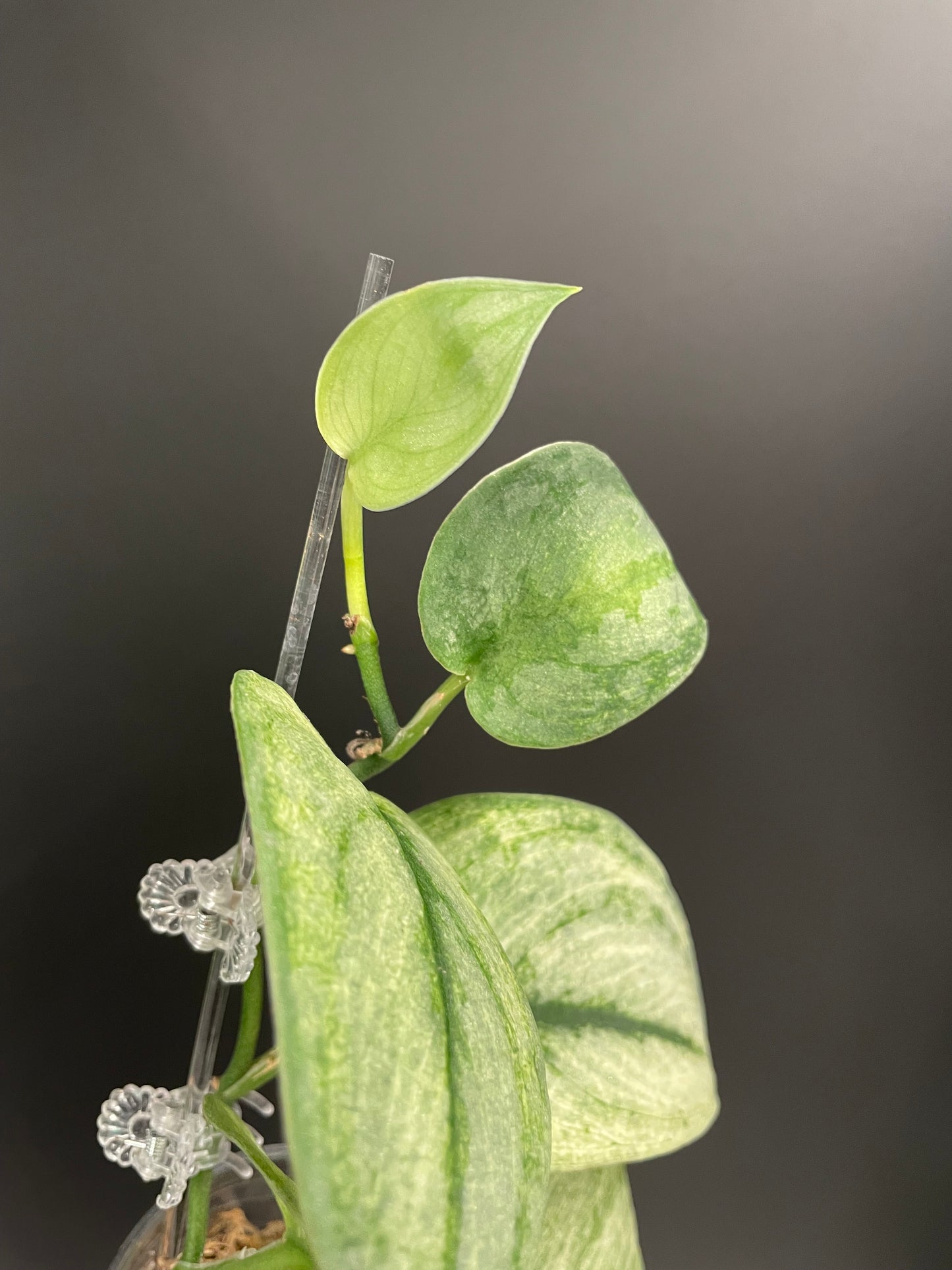 Scindapsus Exotica Mint