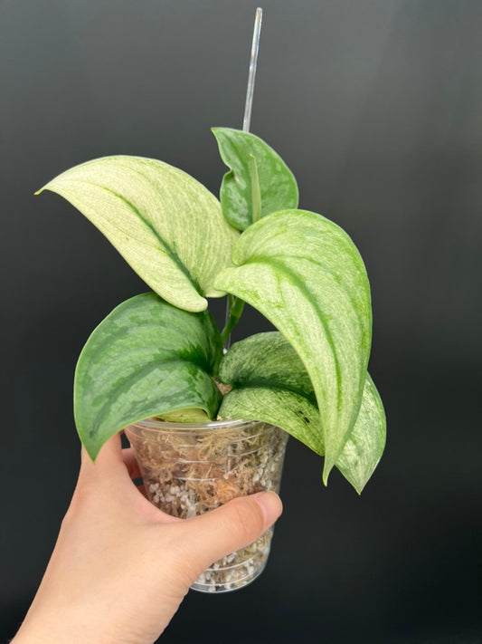 Scindapsus Exotica Mint