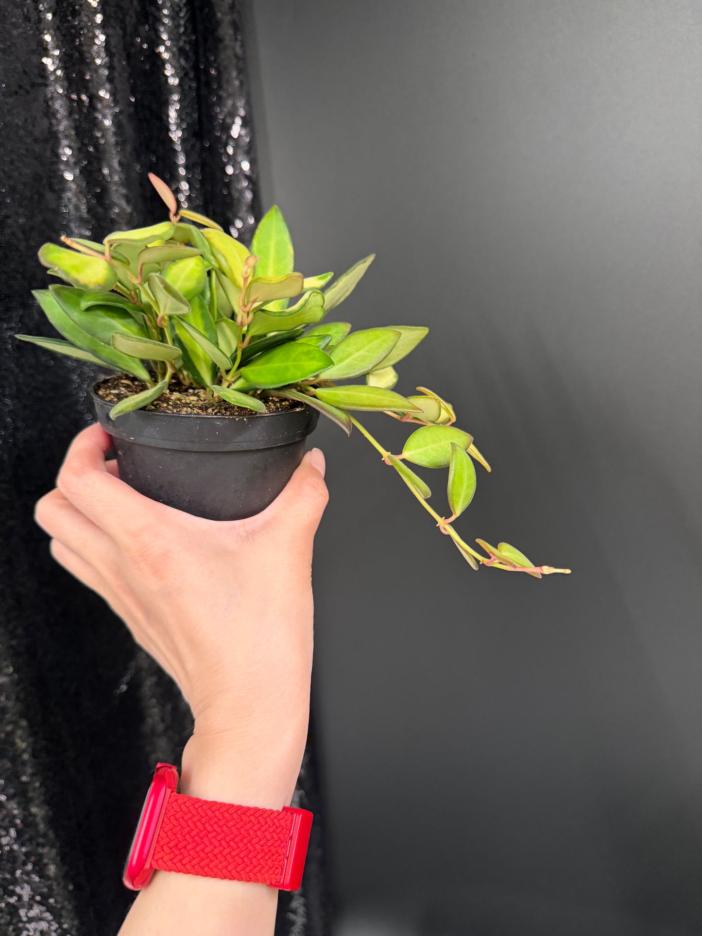 Bushy Variegated Hoya DS70, Hoya Burtoniae Variegata
