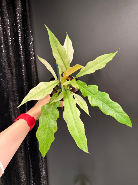 Philodendron Pluto Mint