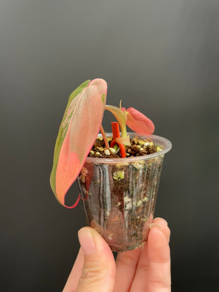 Variegated Aurea/Pink Philodendron Micans