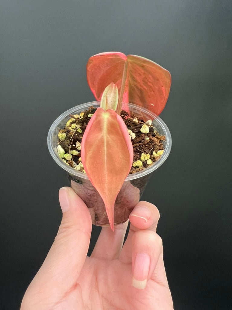Variegated Aurea/Pink Philodendron Micans