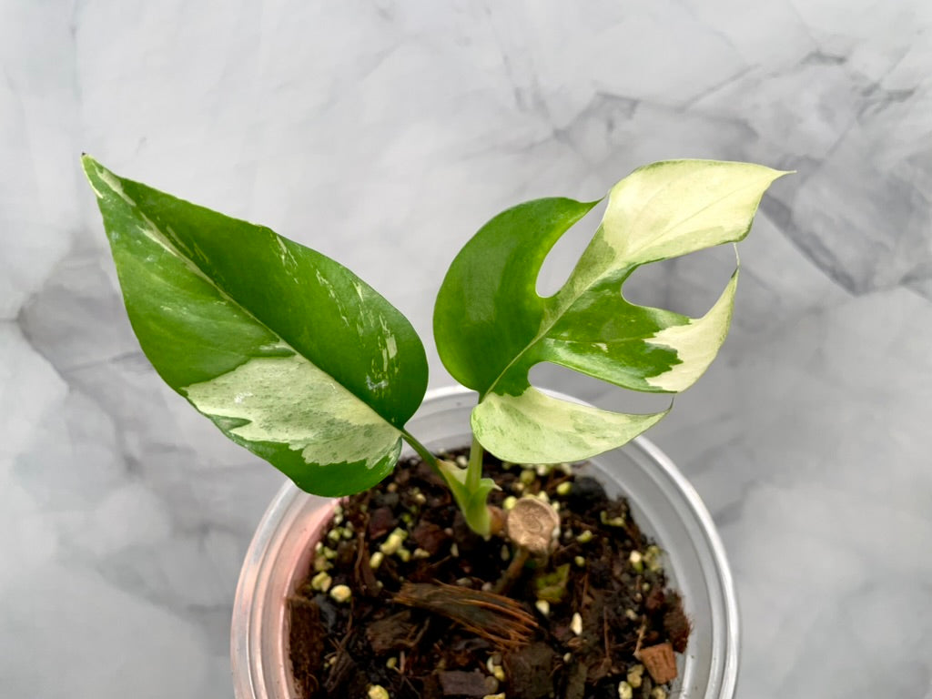 Variegated Rhaphidophora Tetrasperma Albo Extra High Var