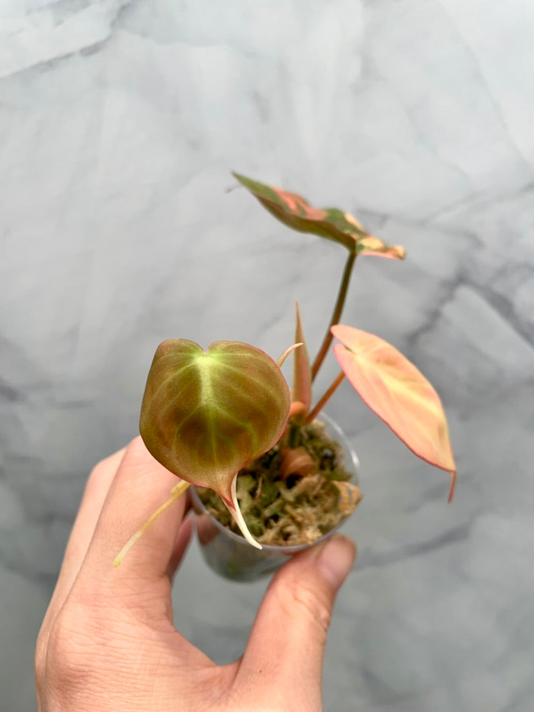 Variegated Aurea/Pink Philodendron Micans Rooted Cutting with New Growth