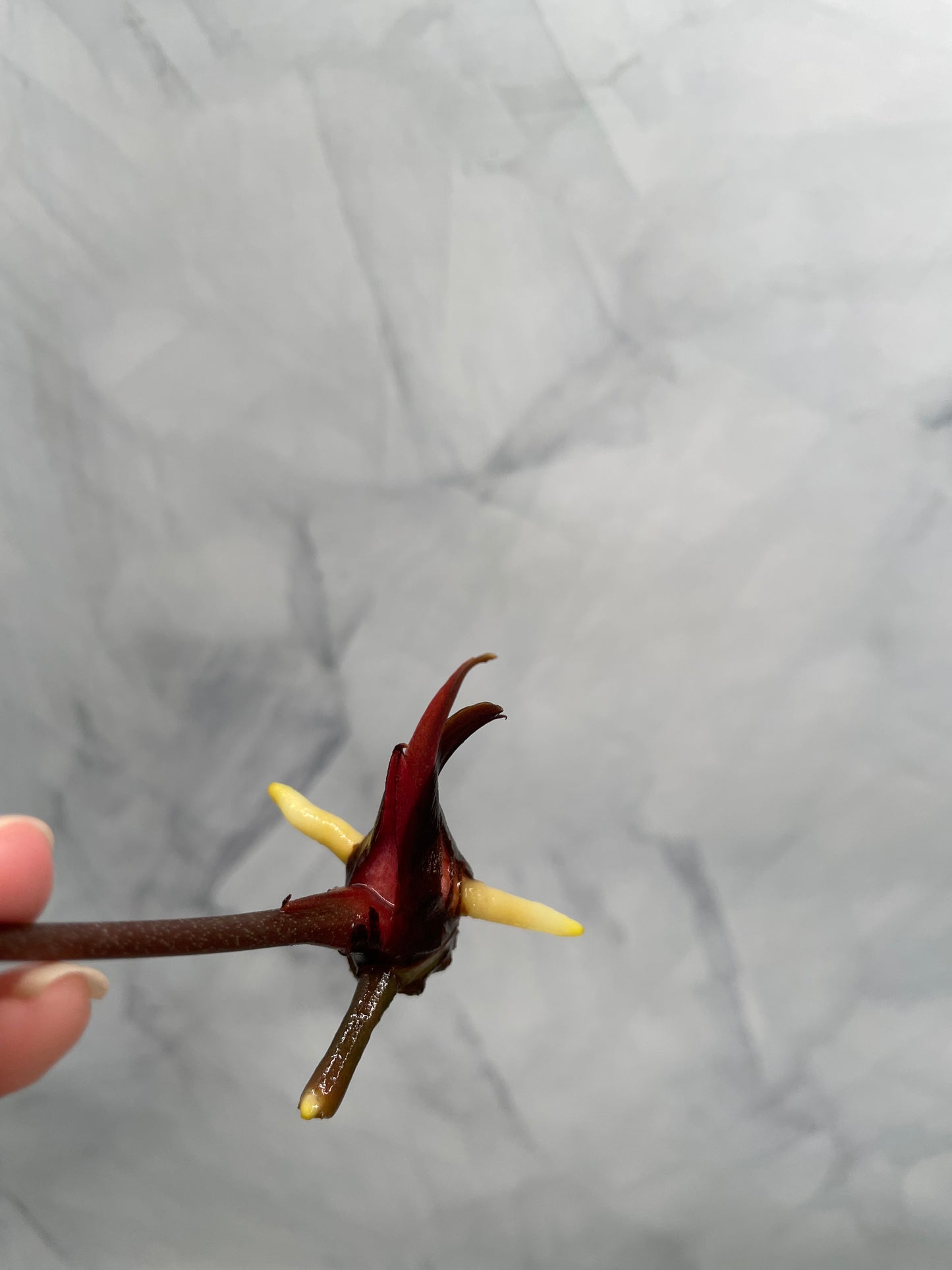 Anthurium besseae aff x Papillilaminum, 1 Large Leaf Top Cutting, Exact Plant