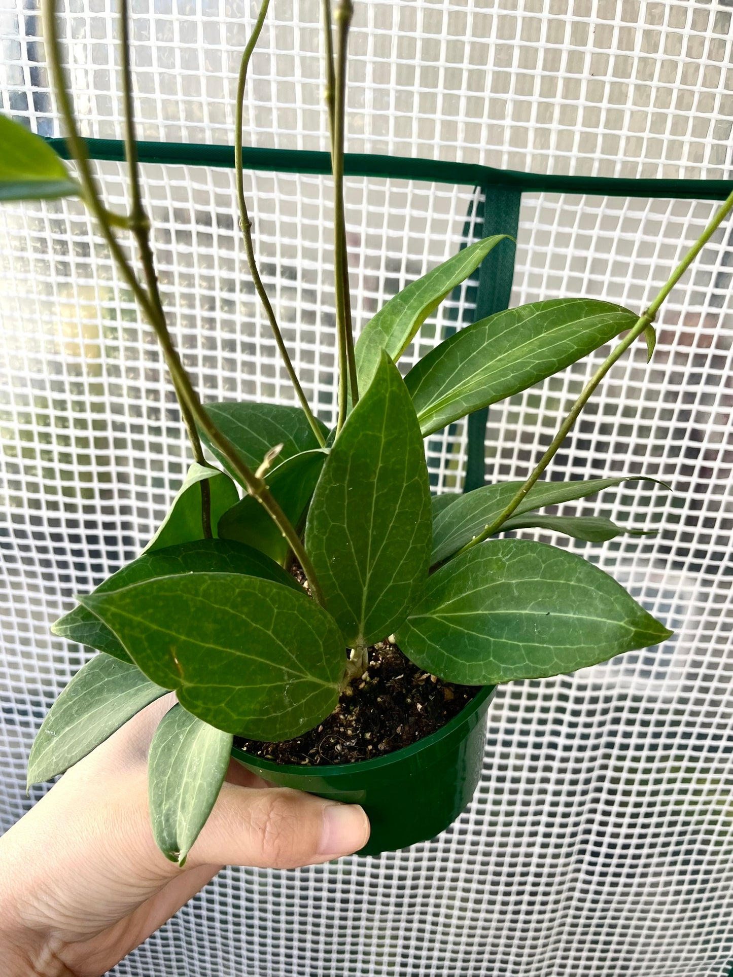 Hoya Pottsii 4" Pot, Exact Plant