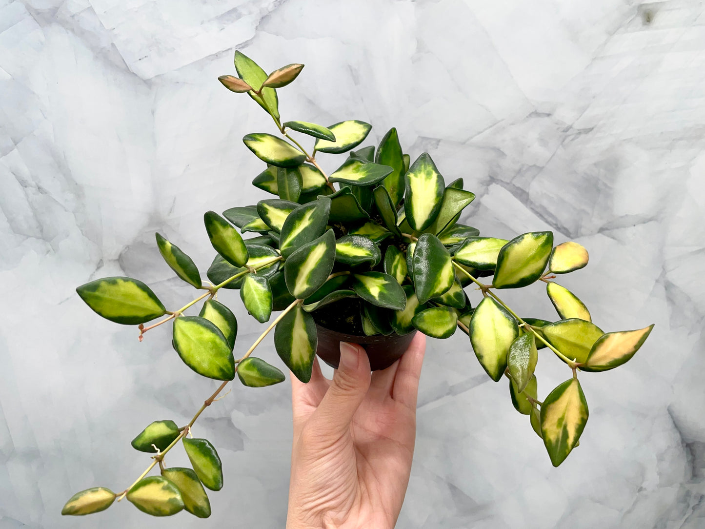 Hoya DS70 Variegated in 3" Pot