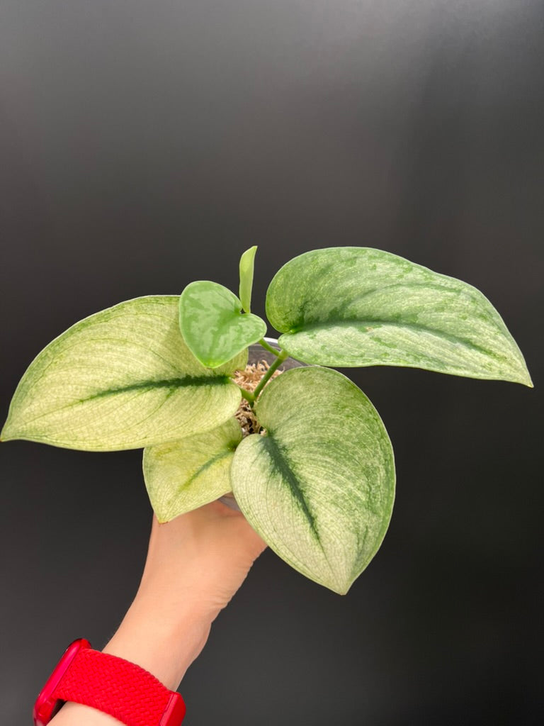 Scindapsus Exotica Mint