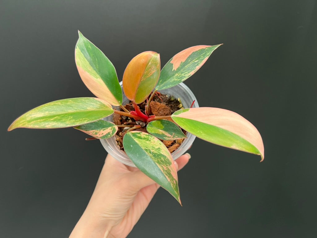 Philodendron Red Congo Variegated
